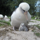 The new chick and Akeakamai.